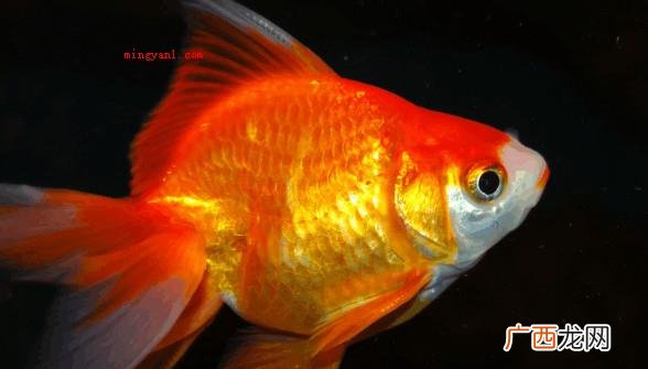 金鱼的记忆力不仅有七秒钟,依据生物学家科学研究 金鱼的记忆只有七秒钟吗？
