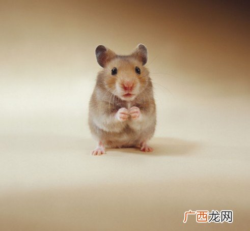 养小仓鼠会对人的身体有危害吗,仓鼠身上有对人有危害的寄生虫吗？