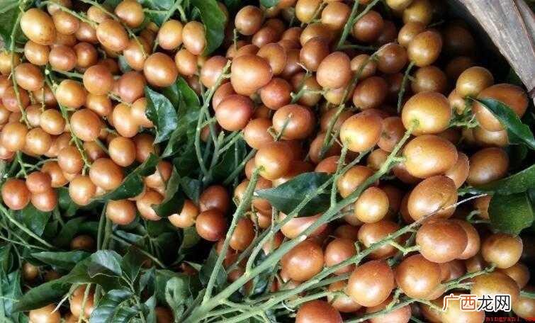 黄皮果怎样长久保鲜