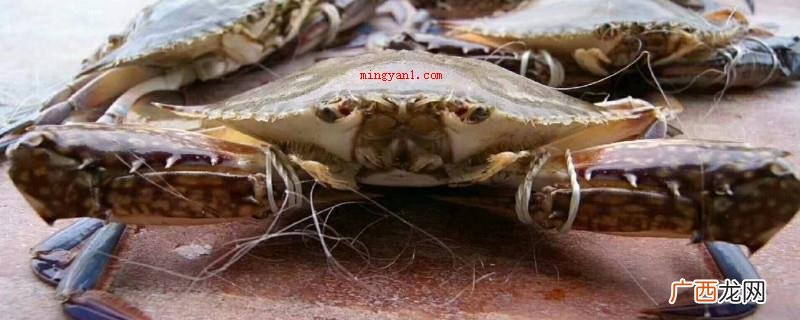 活螃蟹立即冷冻保存的时间 活螃蟹直接冷冻还是煮熟冷冻
