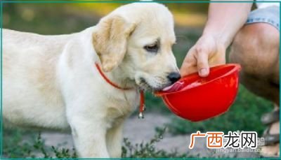 小狗一直吐怎么办,狗狗老是干呕的想吐是什么原因造成的应该怎么办了？