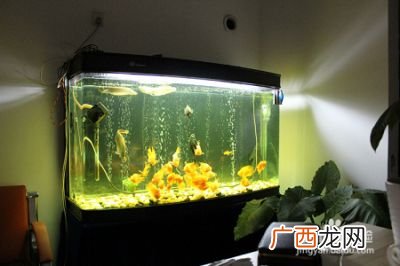 鱼缸养水的正确方法是什么,鱼塘放鱼前养水只需三个步骤？