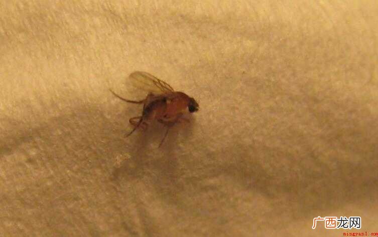 屋里有小飞虫怎么消灭除根