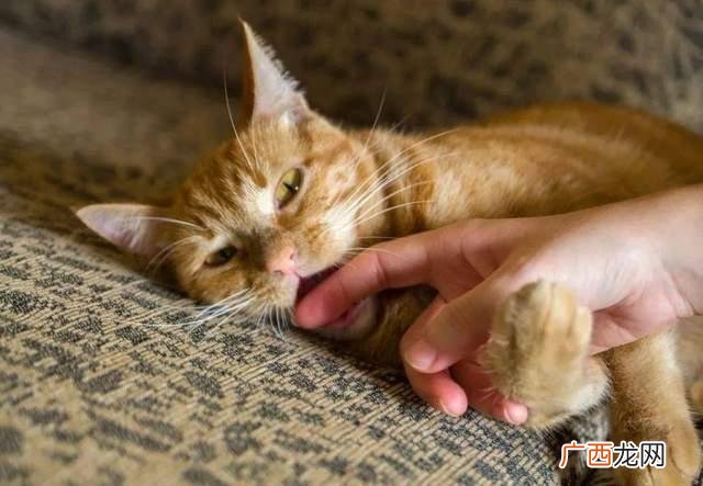 猫为什么老咬人,小猫为什么总是喜欢咬人？