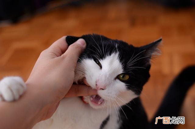 猫为什么老咬人,小猫为什么总是喜欢咬人？