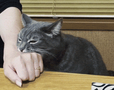 猫为什么老咬人,小猫为什么总是喜欢咬人？