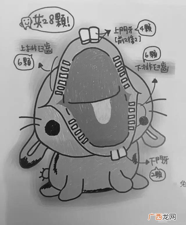 兔子牙多大,兔子有几颗牙齿图解？