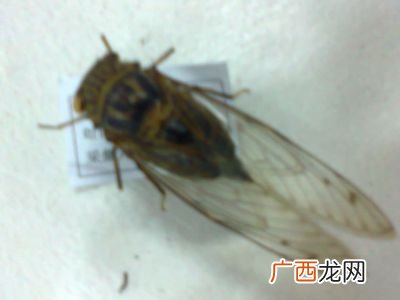 昆虫的种类,虫子的分类？