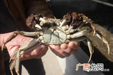 螃蟹有视觉吗,螃蟹会有痛的感觉吗?看着被活蒸？