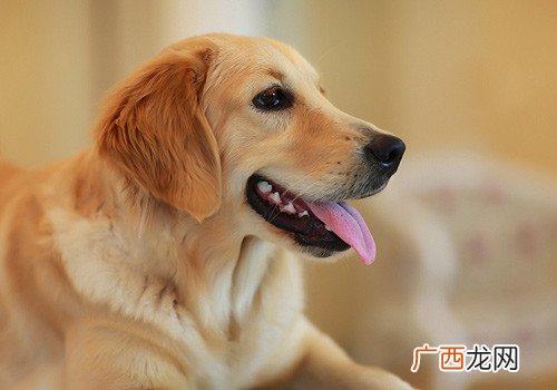 金毛小时候是不是真的很乖啊,金毛一岁之后就会变乖，是真的吗？