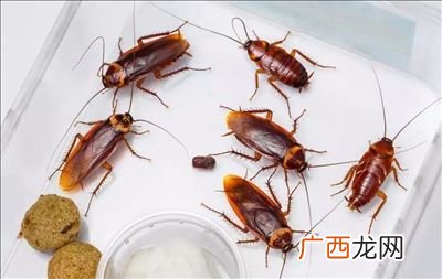 厨房有很多蟑螂怎么办,最近厨房超多很小的蟑螂，怎么才能消灭，不能对人体有毒的？