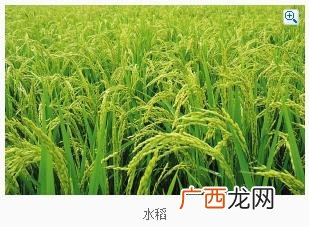 水稻什么季节播种,两季水稻分别是什么时候收？