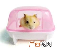 仓鼠怎么洗澡,仓鼠可以放在水里给它洗澡吗?该怎么洗？