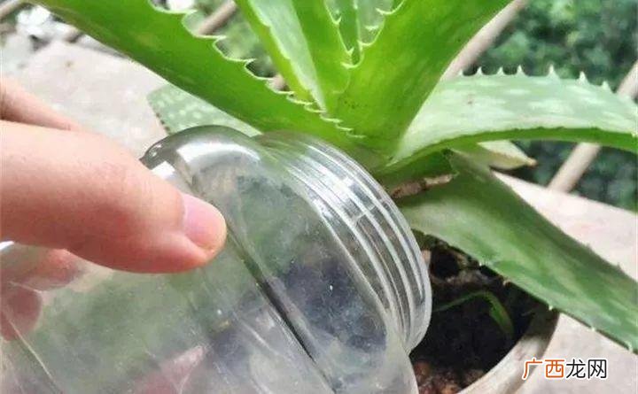 怎么自制浇花水,怎样沤肥浇花？