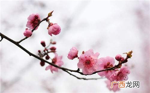 梅花是什么样,梅花的样子是什么样的？