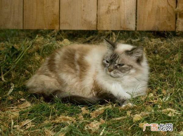 猫咪绝育后几天摘头套,为什么猫绝育后要戴伊丽莎白圈？