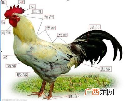 鸡珍是鸡的哪个部位,鸡成食的地方叫什么？