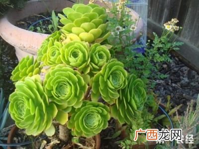 肉质植物怎么养,什么是肉质根内的植物？