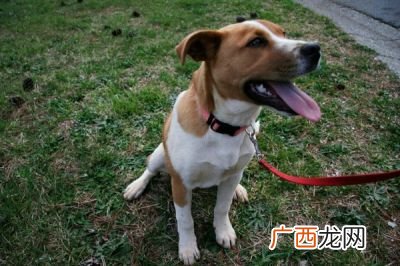 狗狗一直喘气怎么回事,狗狗一直喘气？