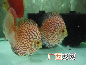 七彩鱼如何饲养,七彩鱼养殖方法大全？