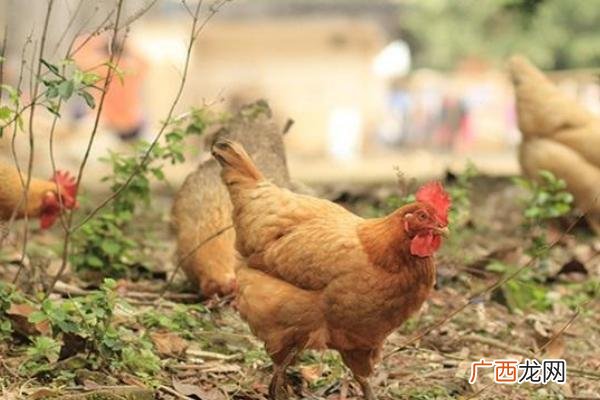 肉鸡的养殖方法,肉鸡怎么养殖？好养吗？能赚钱吗？