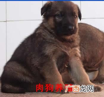如何饲养肉狗养殖,狗场养殖技术？