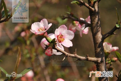 木本海棠是什么,木本四季海棠有几个品种？