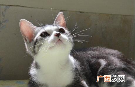 起司猫是什么品种,起司猫是哪两种猫配的？