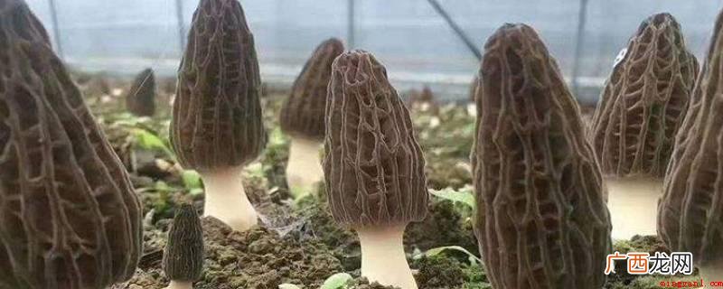羊肚菌要泡30min以上才可以煮 羊肚菌要泡多久才能煮