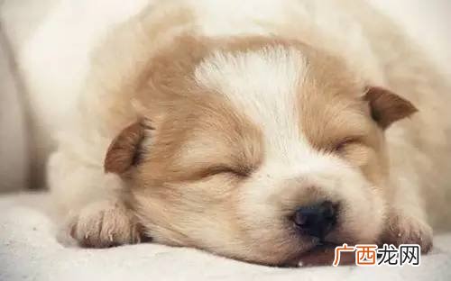 狗狗会睡觉吗,我家狗狗为什么白天睡觉晚上特别有精神？