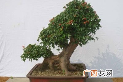 三角枫盆景怎么养,盆栽三角枫修剪要待木质化以后吗？