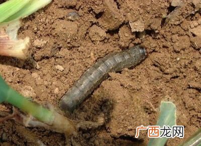 小地老虎的危害特点,什么是钻地虎？