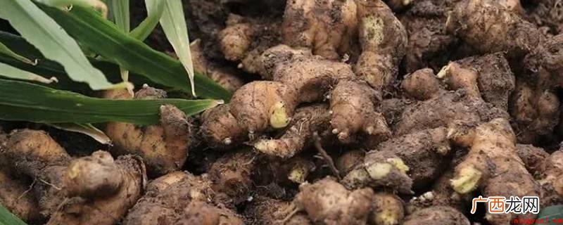 栽种过的姜母可以服用。 种植过的姜母可以食用吗