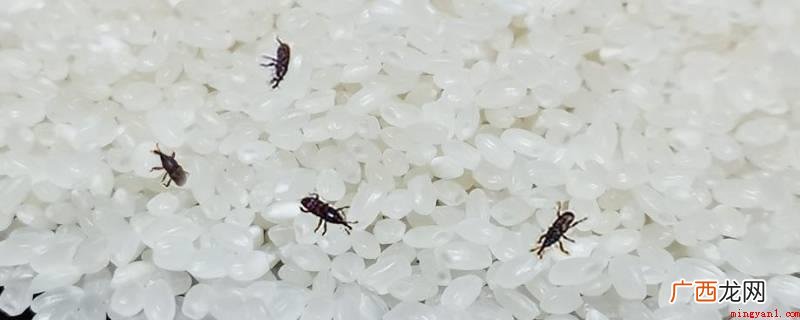 密封性的米会生米虫是因存储的自然环境不适当导致,夏季是最合适 密封的米为什么会长米虫