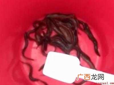 泥鳅鱼汤怎样做才好吃