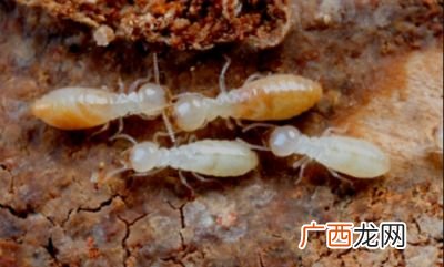 消灭白蚁用什么药,白蚁药水正确的喷洒方法？
