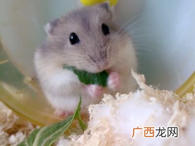 母仓鼠生育的前兆,怎么才能让母仓鼠怀孕？