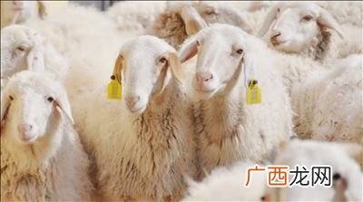 羊眼睛的瞳孔为什么能变化,羊的瞳孔为什么是方的？