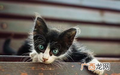 猫咪尿闭是什么原因,猫咪不上厕所会憋死吗？