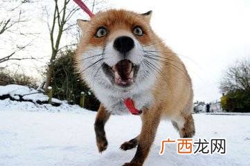 如何区分狐狸和狗,狐狸和狗区别？