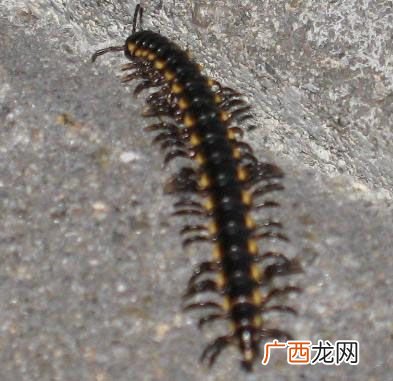 为什么蚰蜒不能打死,千足虫可以踩死吗?