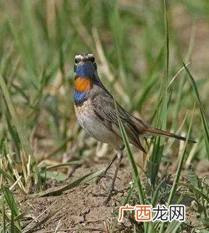 怎样养好蓝靛颏,栗腹歌鸲怎么饲养？