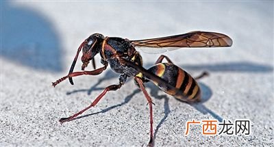 蚂蜂与马蜂区别,蚂蜂与马蜂有什么区别？
