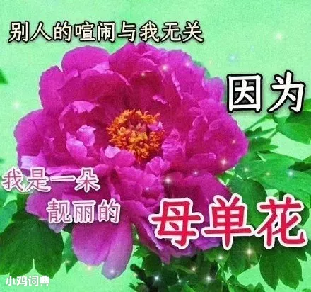 谐音梗:牡丹花=母单花 牡丹花是什么梗