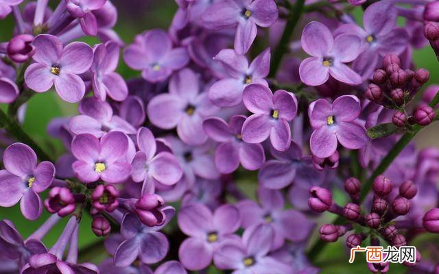 丁香花的外貌特征,丁香花课文分层次？