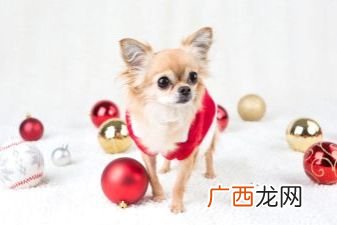 重庆宠物最大交易市场是在哪里,重庆适合小孩游玩公园有哪些？