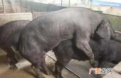 种猪怎么交配,种猪公猪繁育知识?