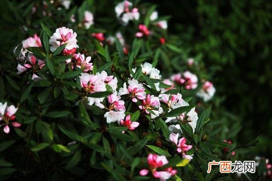 映山红是不是杜鹃花,映山红和毛杜鹃是同一种花吗？