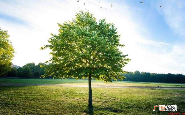 植树节的由来是什么内容 植树节的由来是什么