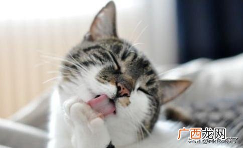 猫便秘怎么办,如何解决猫咪便秘？